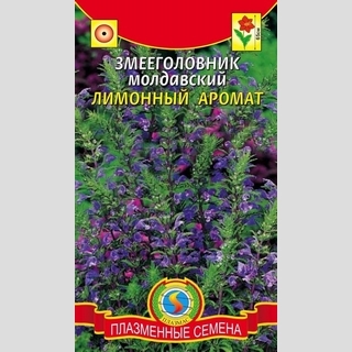 Змееголовник Лимонный аромат (молдавский)