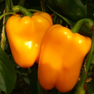 Перец Золотой Теленок