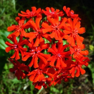 Зорька Огненный крест