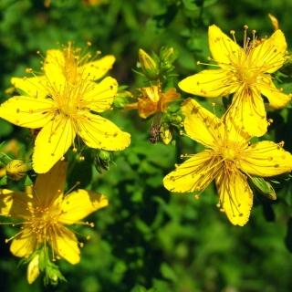 Зверобой Солнечный