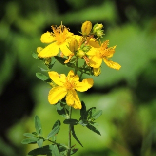 Зверобой Оптимист