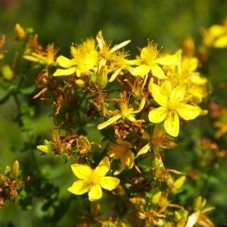 Зверобой Травник