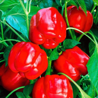 Перец Звезда Востока Белая в Красном F1